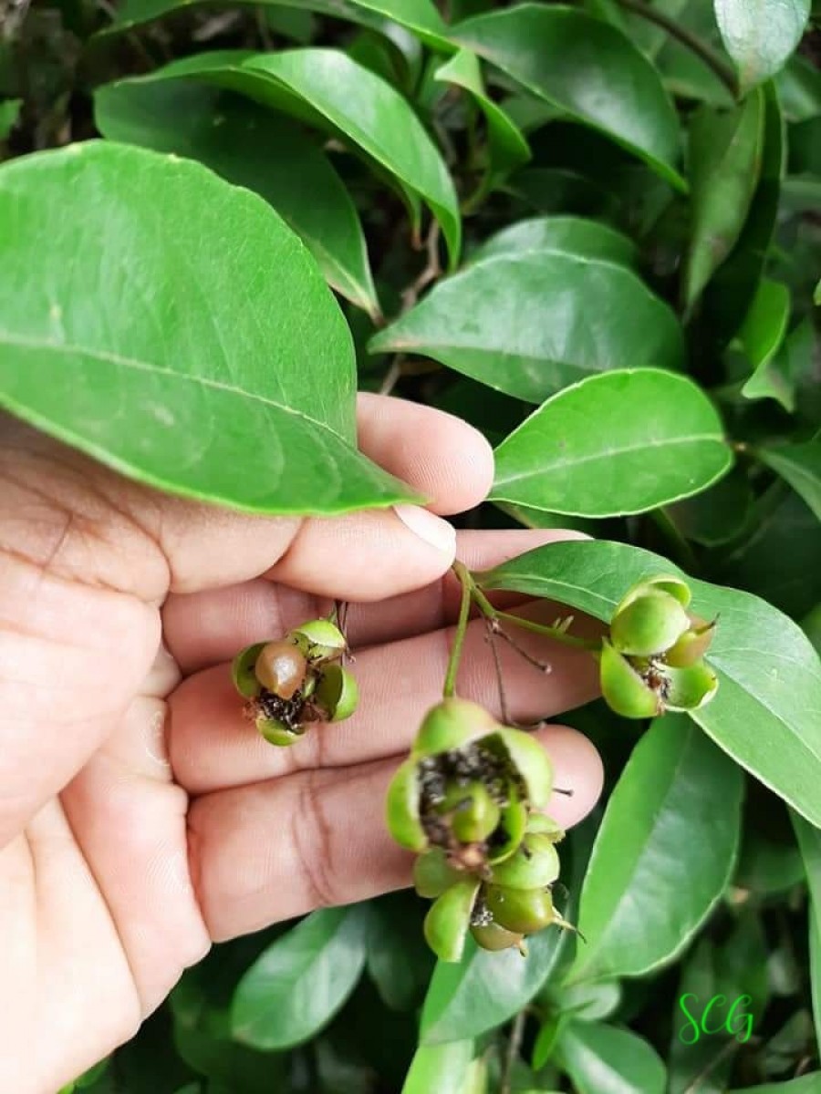 Tetracera akara (Burm.f.) Merr.